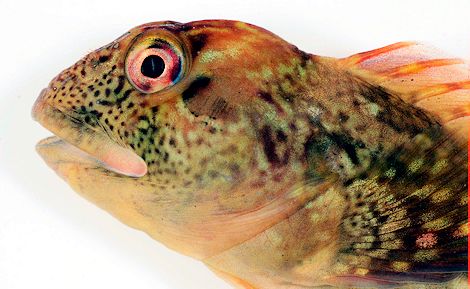 Lipophrys pholis_234